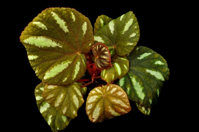B. iridescens